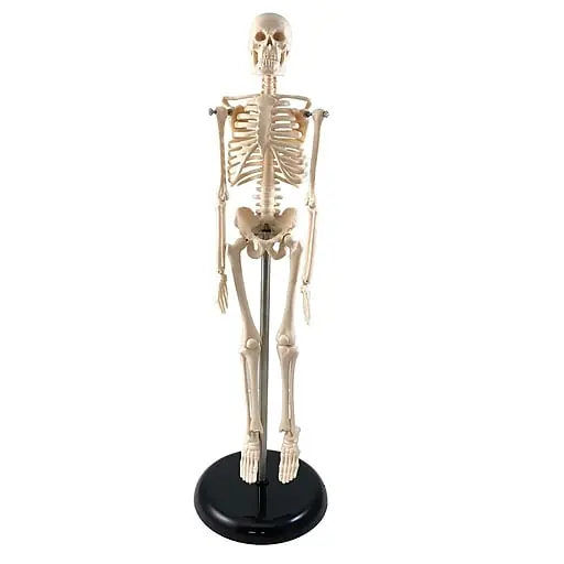 Supertek Human Skeleton Model with Key, 17\\ Best Choice