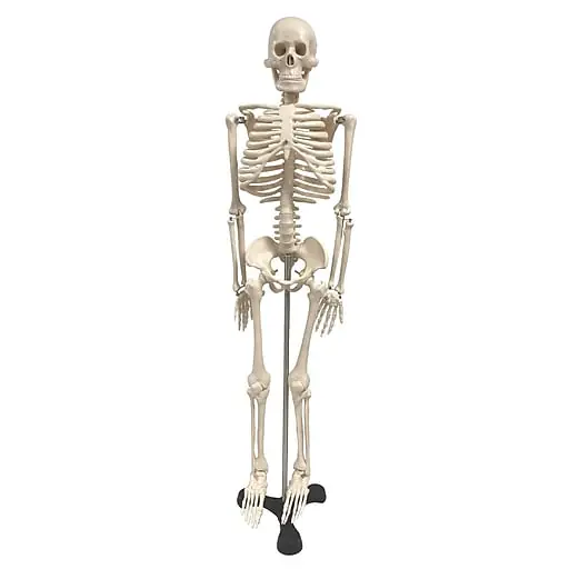 Genuine Supertek Human Skeleton Model with Key, 34\\