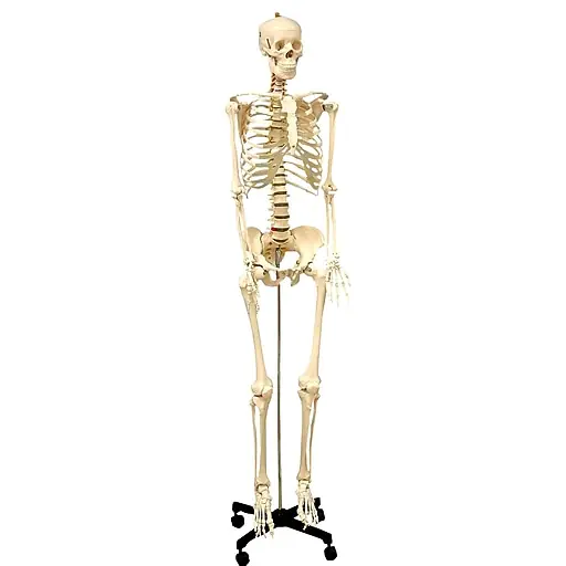 Best Seller Supertek Life Size Human Skeleton Model with Key, Rod Mount, White (SKFB12407S3)